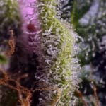 Sweet Seeds Gelonade cannabis plant image 2