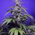 Sweet Seeds Permanent Marker XL Auto cannabis plant image 1