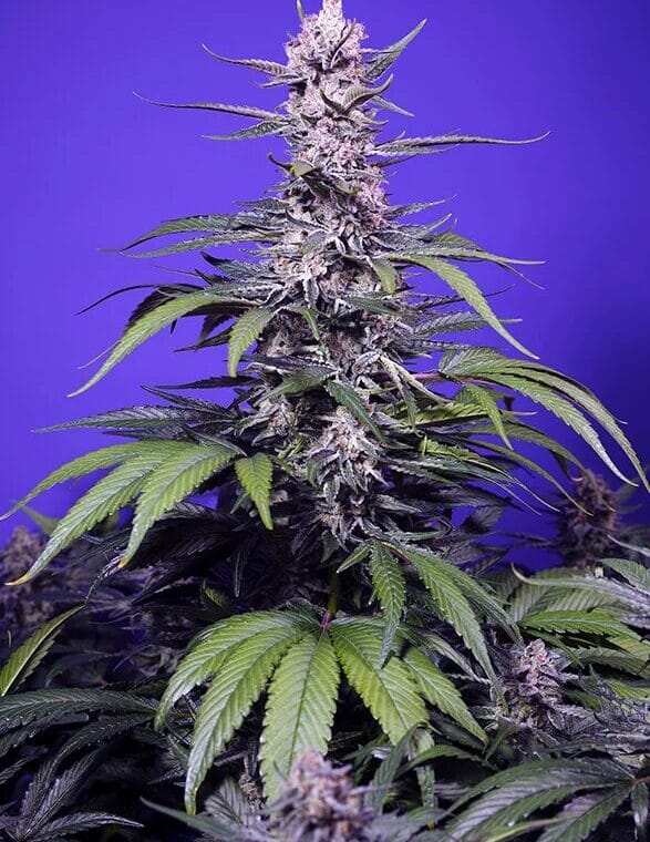 Sweet Seeds Permanent Marker XL Auto cannabis plant image 1