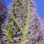 Sweet Seeds Permanent Marker XL Auto cannabis plant image 2