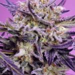 Sweet Seeds Pink Guava F1 Fast Version cannabis plant image 1