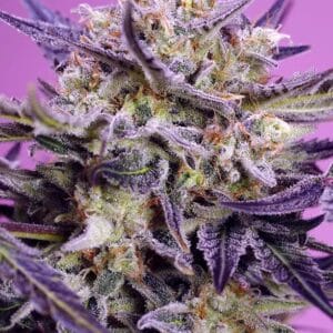 Sweet Seeds Pink Guava F1 Fast Version cannabis plant image 1