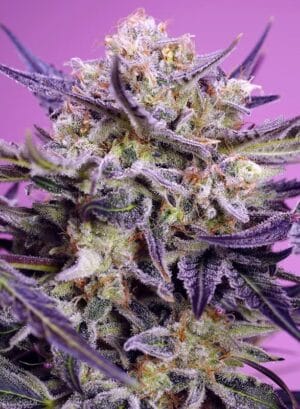 Pink Guava F1 Fast Version