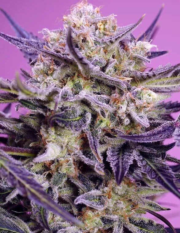 Sweet Seeds Pink Guava F1 Fast Version cannabis plant image 1