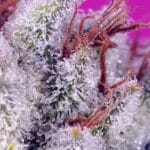Sweet Seeds Pink Guava F1 Fast Version cannabis plant image 2
