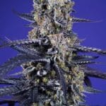 Sweet Seeds Super Boof XL Auto cannabis plant image 1