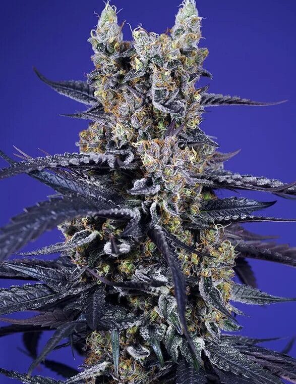 Sweet Seeds Super Boof XL Auto cannabis plant image 1