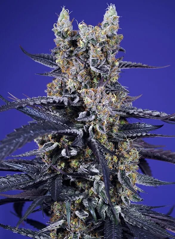 Sweet Seeds Super Boof XL Auto cannabis plant image 1
