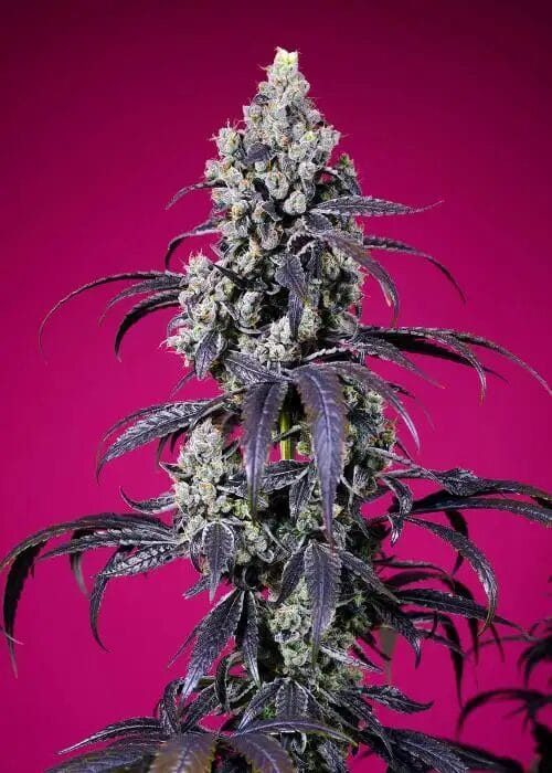 Sweet Seeds Tropicanna Cherry XL Auto cannabis plant image 1