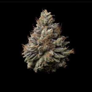 TerpFarmz Seeds Permanent Marker TRIPLOID cannabis plant image 1