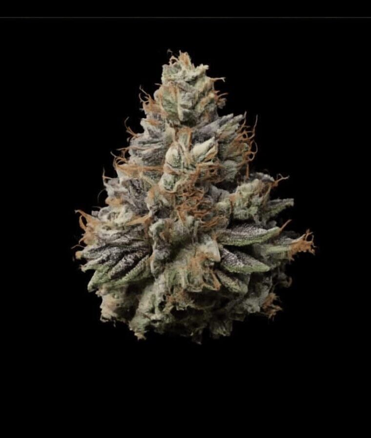 TerpFarmz Seeds Permanent Marker TRIPLOID cannabis plant image 1