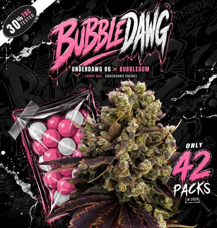 TH Seeds Bubble Dawg cannabis plant image 1