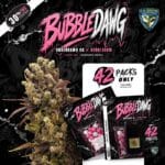 TH Seeds Bubble Dawg cannabis plant image 3
