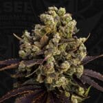 TH Seeds Bubble Dawg cannabis plant image 6
