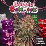 TH Seeds BubbleGummieZ cannabis plant image 1