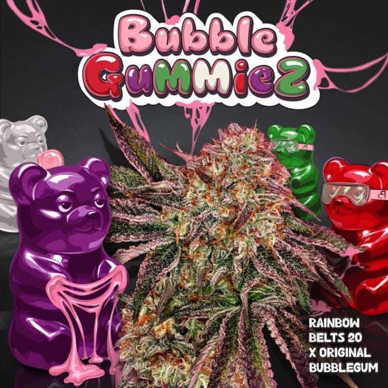 TH Seeds BubbleGummieZ cannabis plant image 1
