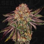 TH Seeds BubbleGummieZ cannabis plant image 5