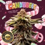 TH Seeds Candy Belt cannabis plant image 1