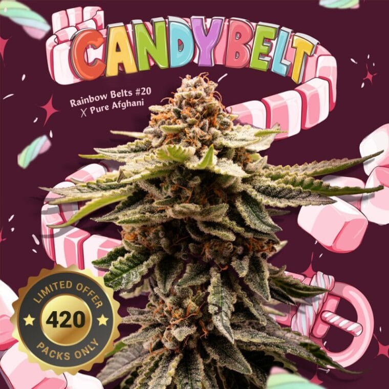 TH Seeds Candy Belt cannabis plant image 1