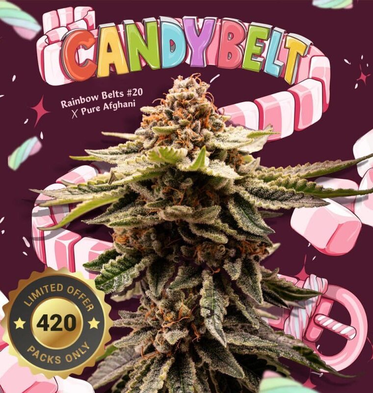 TH Seeds Candy Belt cannabis plant image 1