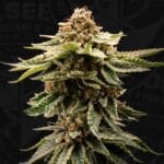 TH Seeds Candy Belt cannabis plant image 5