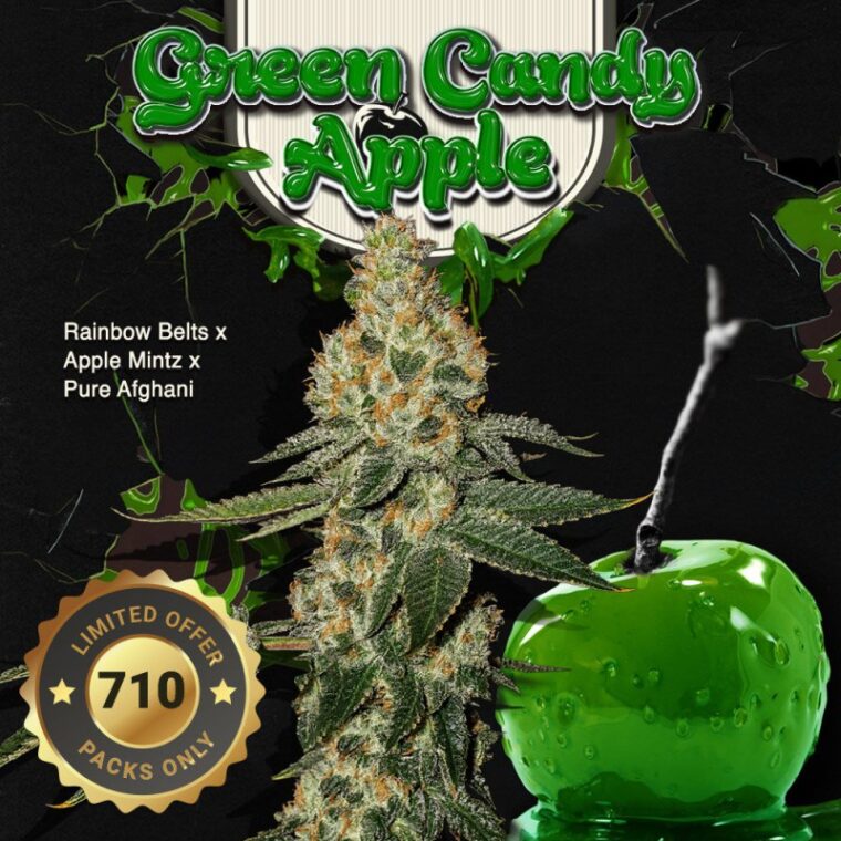 TH Seeds Green Candy Apple cannabis plant image 1