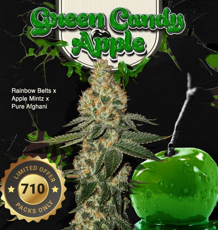 TH Seeds Green Candy Apple cannabis plant image 1