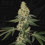 TH Seeds Green Candy Apple cannabis plant image 5