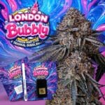 TH Seeds London Bubbly cannabis plant image 1