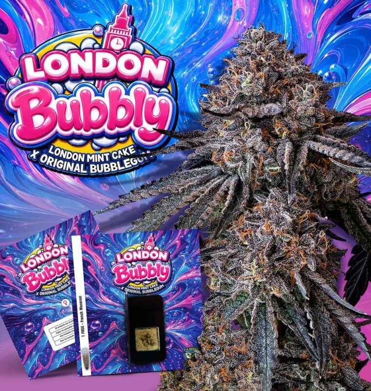 TH Seeds London Bubbly cannabis plant image 1