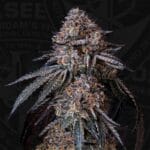 TH Seeds London Bubbly cannabis plant image 5