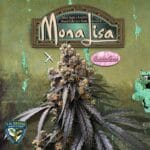 TH Seeds Mona Lisa x Bubblegum cannabis plant image 1