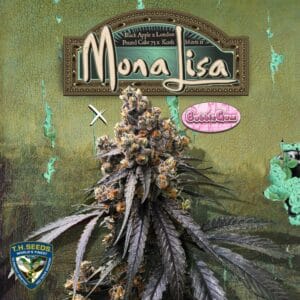 TH Seeds Mona Lisa x Bubblegum cannabis plant image 1