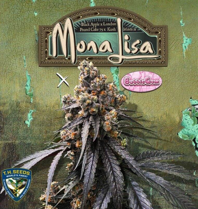 TH Seeds Mona Lisa x Bubblegum cannabis plant image 1