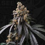 TH Seeds Mona Lisa x Bubblegum cannabis plant image 5
