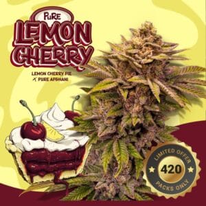 Pure Lemon Cherry