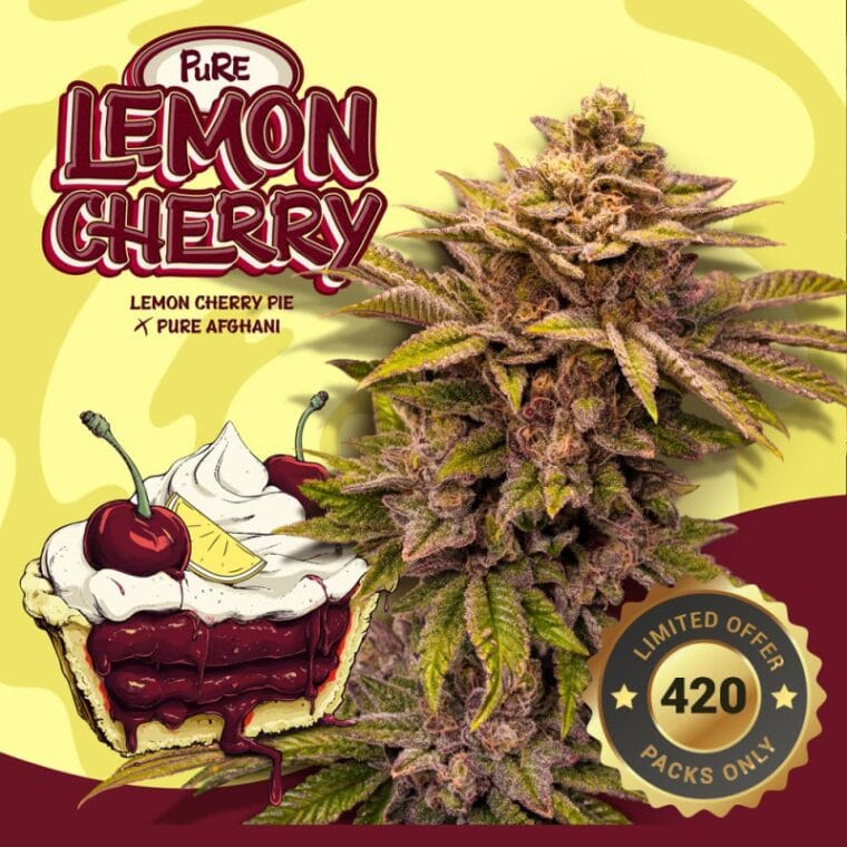 TH Seeds Pure Lemon Cherry cannabis plant image 1