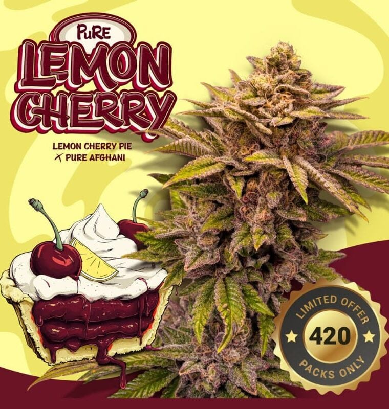 TH Seeds Pure Lemon Cherry cannabis plant image 1