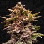 TH Seeds Pure Lemon Cherry cannabis plant image 2