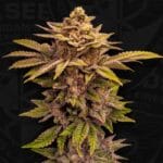 TH Seeds Pure Lemon Cherry cannabis plant image 5