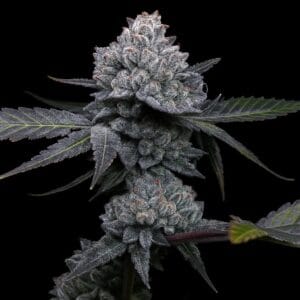 Top Shelf Elite Seeds Apple Wreck cannabis plant image 1