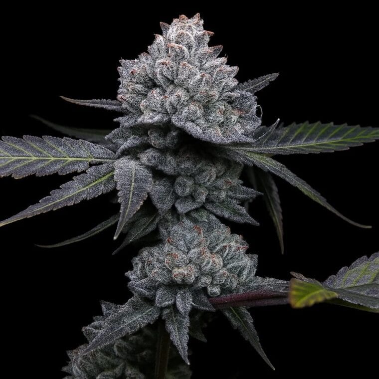 Top Shelf Elite Seeds Apple Wreck cannabis plant image 1