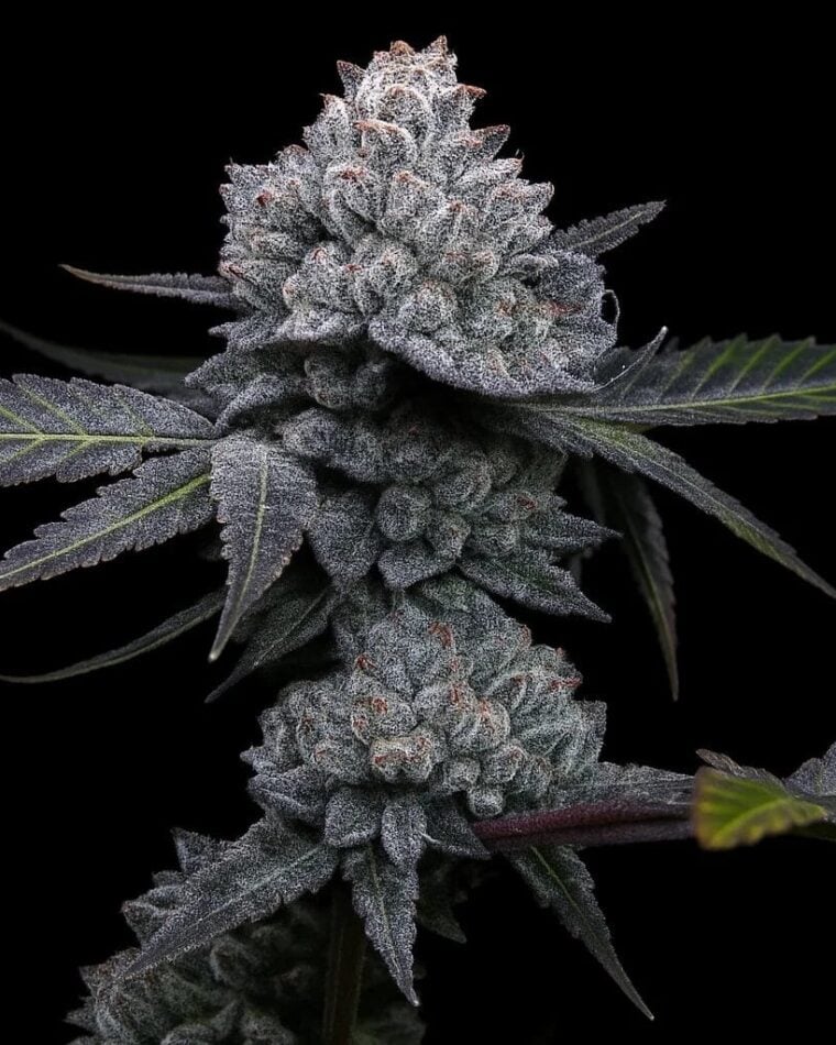 Top Shelf Elite Seeds Apple Wreck cannabis plant image 1