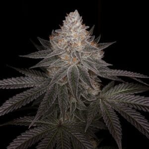 Auto Apple Wreck