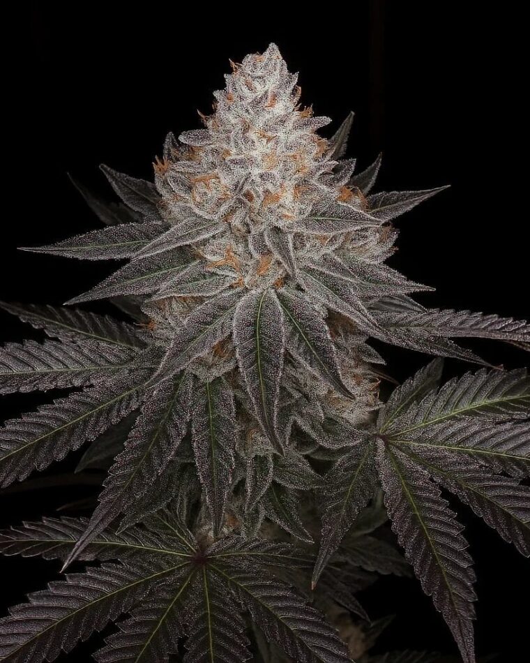 Top Shelf Elite Seeds Auto Apple Wreck cannabis plant image 1