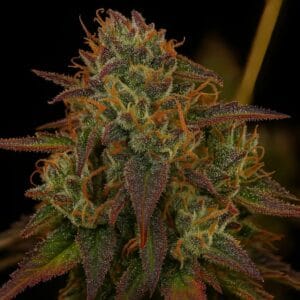 Strawberry Sugar Pine