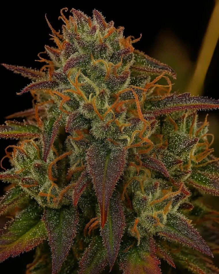 Top Shelf Elite Seeds Strawberry Sugar Pine cannabis plant image 1