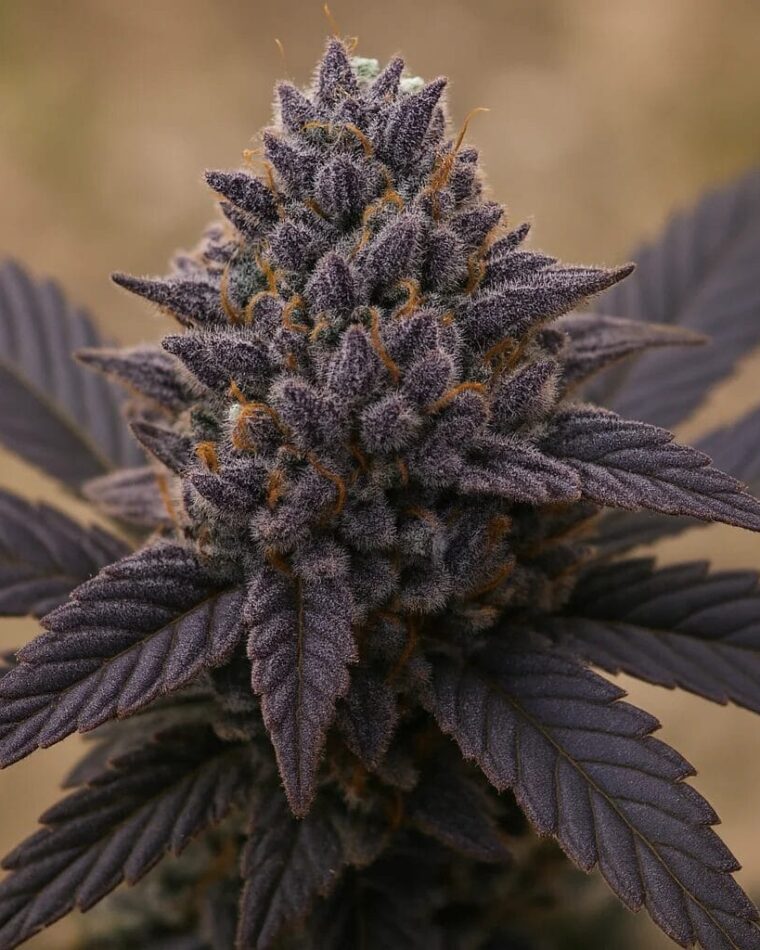Top Shelf Elite Seeds Xaanaax cannabis plant image 1