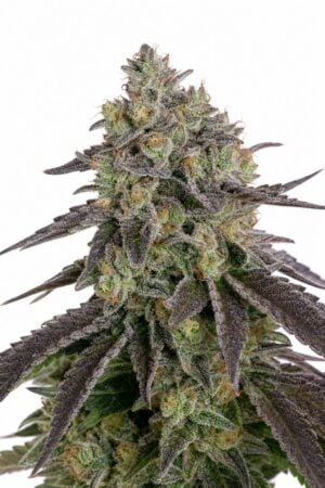 Trainwreck 2