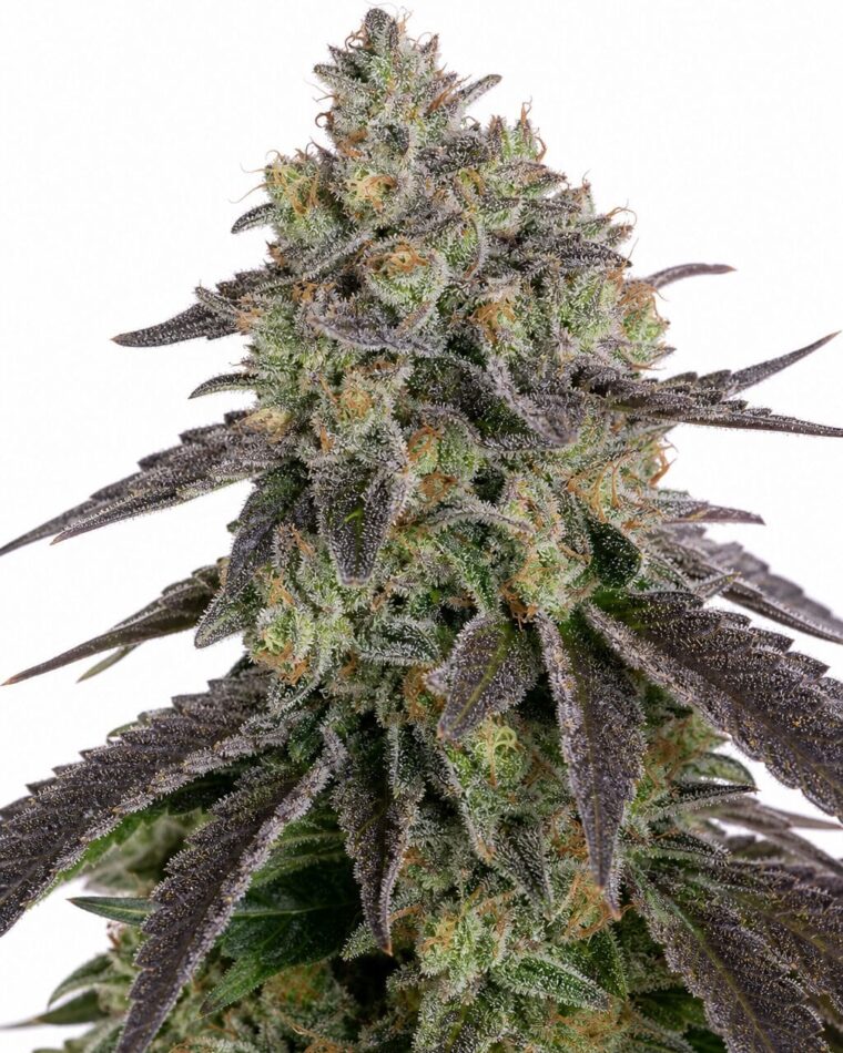Trainwreck 2 by Seed City Bulk Cannabis Seeds plant image